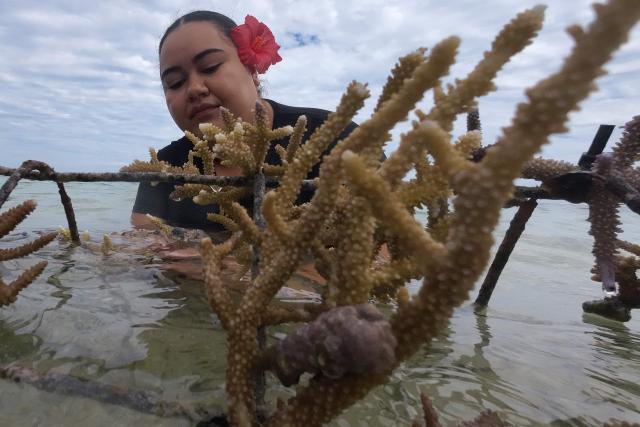 This picture taken on October 5, 2026, shows an environmental advocate planting healthy coral within the Naidiri Marine Biodiversity Park, a marine protected area about 52 kilometres from the Fijian city of Nadi. Climate change is threatening the livelihoods of coastal communities in Fiji, with coral bleaching and habitat loss contributing to dwindling fish stocks. (Photo by Saeed KHAN / AFP)