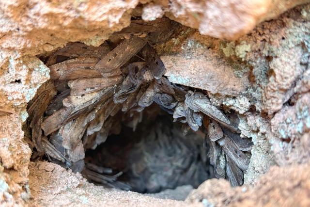 This picture taken on October 11, 2026, shows hundreds of Bogong moths covering the walls of a rock in the Blue Mountains. Moth swarms so thick they can blot out the stars are fluttering across Australia, heralding a migratory spectacle unseen since the creature's brush with extinction nearly 10 years ago. (Photo by Dene-Hern CHEN / AFP)