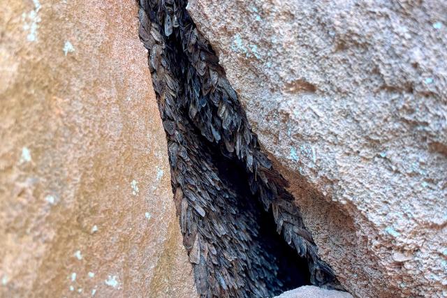This picture taken on October 11, 2026, shows hundreds of Bogong moths covering the crevice of a rock in the Blue Mountains. Moth swarms so thick they can blot out the stars are fluttering across Australia, heralding a migratory spectacle unseen since the creature's brush with extinction nearly 10 years ago. (Photo by Dene-Hern CHEN / AFP)
