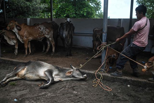 A man drags the cow for sale at the Municipal Livestock Market during the weekly market day in Sensuntepeque, Cabanas department, El Salvador, on October 1, 2026. Amid the bustle of an animal market in El Salvador, cows with skin stretched tightly over their ribs stand out. Their owners will sell them at reduced prices before they perish from the drought caused by the El Nino phenomenon. (Photo by Marvin RECINOS / AFP)