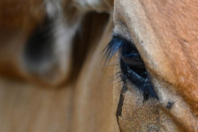 This view shows a detail of the eye of cattle displayed for sale at the Municipal Livestock Market during the weekly market day in Sensuntepeque, Cabanas department, El Salvador, on October 1, 2026. Amid the bustle of an animal market in El Salvador, cows with skin stretched tightly over their ribs stand out. Their owners will sell them at reduced prices before they perish from the drought caused by the El Nino phenomenon. (Photo by Marvin RECINOS / AFP)