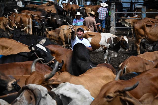 Cattle held in a pen are displayed for sale at the Municipal Livestock Market during the weekly market day in Sensuntepeque, Cabanas department, El Salvador, on October 1, 2026. Amid the bustle of an animal market in El Salvador, cows with skin stretched tightly over their ribs stand out. Their owners will sell them at reduced prices before they perish from the drought caused by the El Nino phenomenon. (Photo by Marvin RECINOS / AFP)