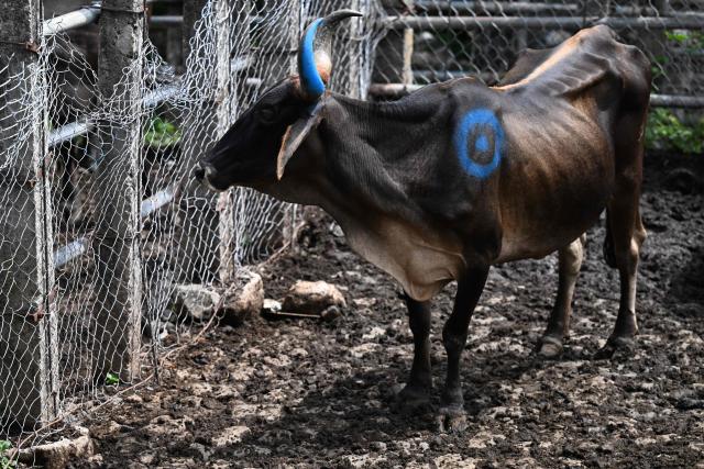 A cow is displayed for sale at the Municipal Livestock Market during the weekly market day in Sensuntepeque, Cabanas department, El Salvador, on October 1, 2026. Amid the bustle of an animal market in El Salvador, cows with skin stretched tightly over their ribs stand out. Their owners will sell them at reduced prices before they perish from the drought caused by the El Nino phenomenon. (Photo by Marvin RECINOS / AFP)