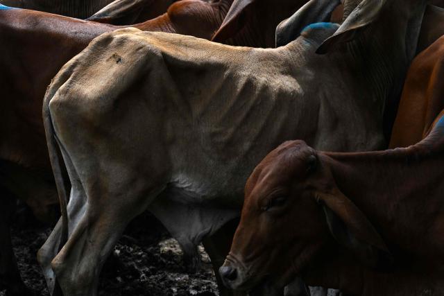 Cattle held in a pen are displayed for sale at the Municipal Livestock Market during the weekly market day in Sensuntepeque, Cabanas department, El Salvador, on October 1, 2026. Amid the bustle of an animal market in El Salvador, cows with skin stretched tightly over their ribs stand out. Their owners will sell them at reduced prices before they perish from the drought caused by the El Nino phenomenon. (Photo by Marvin RECINOS / AFP)