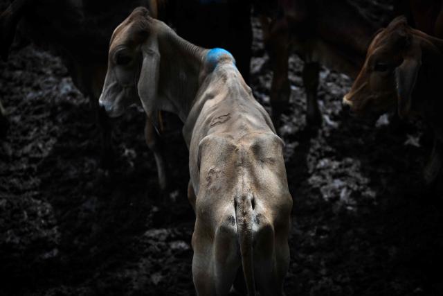 A cow is displayed for sale at the Municipal Livestock Market during the weekly market day in Sensuntepeque, Cabanas department, El Salvador, on October 1, 2026. Amid the bustle of an animal market in El Salvador, cows with skin stretched tightly over their ribs stand out. Their owners will sell them at reduced prices before they perish from the drought caused by the El Nino phenomenon. (Photo by Marvin RECINOS / AFP)