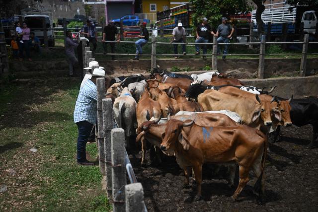 Cattle held in a pen are displayed for sale at the Municipal Livestock Market during the weekly market day in Sensuntepeque, Cabanas department, El Salvador, on October 1, 2026. Amid the bustle of an animal market in El Salvador, cows with skin stretched tightly over their ribs stand out. Their owners will sell them at reduced prices before they perish from the drought caused by the El Nino phenomenon. (Photo by Marvin RECINOS / AFP)