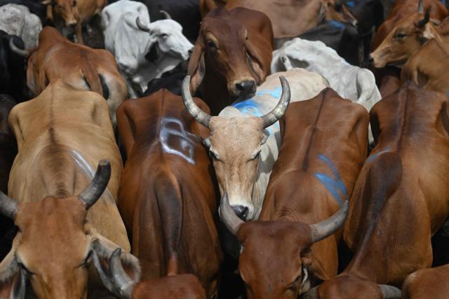 Cattle held in a pen are displayed for sale at the Municipal Livestock Market during the weekly market day in Sensuntepeque, Cabanas department, El Salvador, on October 1, 2026. Amid the bustle of an animal market in El Salvador, cows with skin stretched tightly over their ribs stand out. Their owners will sell them at reduced prices before they perish from the drought caused by the El Nino phenomenon. (Photo by Marvin RECINOS / AFP)