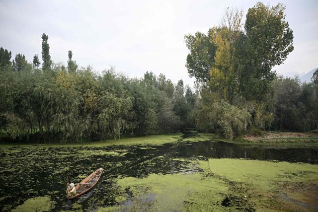 A woman rows a boat through the polluted water of Dal Lake in Srinagar on October 13, 2026. (Photo by Tauseef MUSTAFA / AFP)