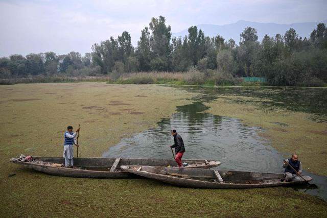 Kashmir's Lakes and Waterways Authority workers clean up weed lying on the surface of the Dal Lake in Srinagar on October 13, 2026. (Photo by Tauseef MUSTAFA / AFP)