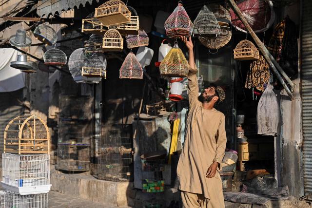 An Afghan man checks cages of birds at a shop in Kandahar on October 13, 2026. (Photo by Sanaullah SEIAM / AFP)