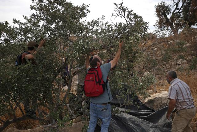 Israeli activists pick olives from the olive tree plantation in Idna village near the occupied West Bank town of Hebron, on October 13, 2026. The olive harvest starts in the West Bank in October and makes up a large component of the agricultural economy and cultural life for most Palestinians. Extremist Israeli settlers have been seizing olive groves owned by Palestinians, who see the trees as a cultural symbol. The olive harvest is a major component of the West Bank’s agricultural economy, rural livelihoods and cultural life. (Photo by HAZEM BADER / AFP)