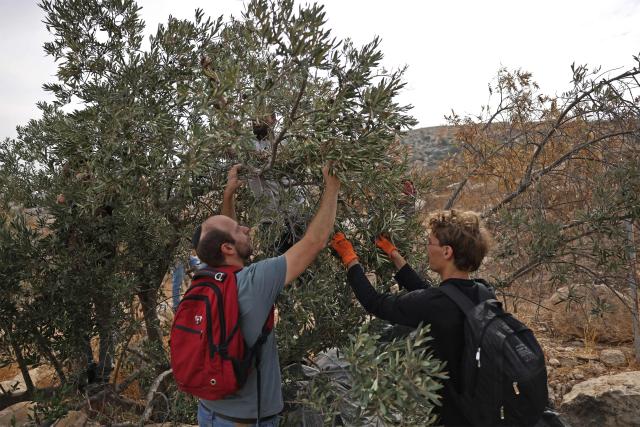 Israeli activists pick olives from the olive tree plantation in Idna village near the occupied West Bank town of Hebron, on October 13, 2026. The olive harvest starts in the West Bank in October and makes up a large component of the agricultural economy and cultural life for most Palestinians. Extremist Israeli settlers have been seizing olive groves owned by Palestinians, who see the trees as a cultural symbol. The olive harvest is a major component of the West Bank’s agricultural economy, rural livelihoods and cultural life. (Photo by HAZEM BADER / AFP)