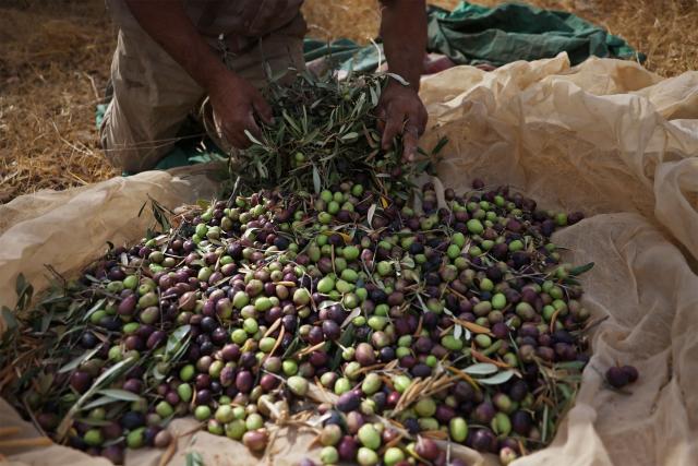 An Israeli activist sorts olives after harvesting them from the olive tree plantation in Idna village near the occupied West Bank town of Hebron, on October 13, 2026. The olive harvest starts in the West Bank in October and makes up a large component of the agricultural economy and cultural life for most Palestinians. Extremist Israeli settlers have been seizing olive groves owned by Palestinians, who see the trees as a cultural symbol. The olive harvest is a major component of the West Banks agricultural economy, rural livelihoods and cultural life. (Photo by HAZEM BADER / AFP)