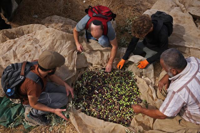 Israeli activists sort olives after harvesting them from the olive tree plantation in Idna village near the occupied West Bank town of Hebron, on October 13, 2026. The olive harvest starts in the West Bank in October and makes up a large component of the agricultural economy and cultural life for most Palestinians. Extremist Israeli settlers have been seizing olive groves owned by Palestinians, who see the trees as a cultural symbol. The olive harvest is a major component of the West Banks agricultural economy, rural livelihoods and cultural life. (Photo by HAZEM BADER / AFP)