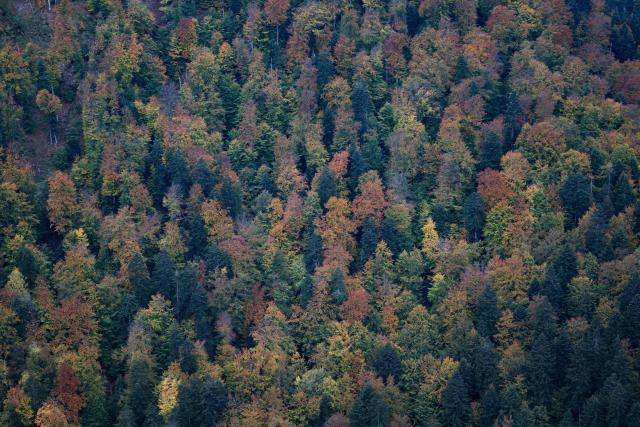 Trees with vibrant autumn colours are seen from the top of Mount Sokolica (747m), Lesser Poland Voivodeship, on October 13, 2026. (Photo by Sergei GAPON / AFP)