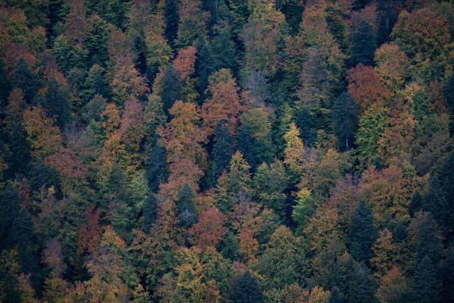 Trees with vibrant autumn colours are seen from the top of Mount Sokolica (747m), Lesser Poland Voivodeship, on October 13, 2026. (Photo by Sergei GAPON / AFP)