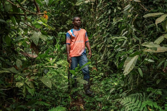 Ifrasio de Barros Rompao (Poli), 30, a cocoa and vanilla farmer, poses for a portrait in his field in Abade, in Sao Tome, capital of Sao Tome and Principe, on August 7, 2026. The plump, bright-green vanilla pods growing in tiny Sao Tome's vast leafy plantations may well end up in some of Europe's finest dining. On the island of Sao Tome, where the mild, warm climate favours the growth of vanilla vines, cultivating the tropical orchid -- which involves a demanding process of manual pollination -- remains a largely underdeveloped sector. (Photo by Daniel BELOUMOU OLOMO / AFP)
