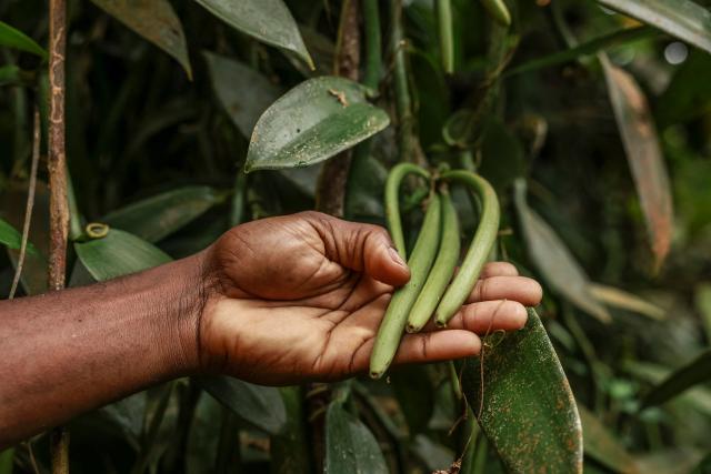 A man shows vanilla pods in a field in Abade, in Sao Tome, capital of Sao Tome and Principe, on August 7, 2026. The plump, bright-green vanilla pods growing in tiny Sao Tome's vast leafy plantations may well end up in some of Europe's finest dining. On the island of Sao Tome, where the mild, warm climate favours the growth of vanilla vines, cultivating the tropical orchid -- which involves a demanding process of manual pollination -- remains a largely underdeveloped sector. (Photo by Daniel BELOUMOU OLOMO / AFP)