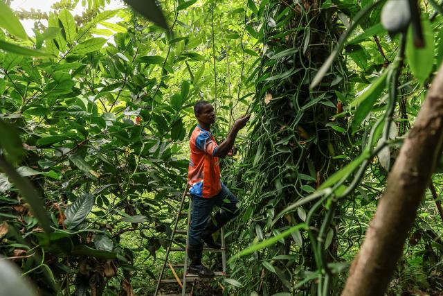 Ifrasio de Barros Rompâo (Poli), 30, a cocoa and vanilla farmer inspects vanilla pods in his field in Abade, in Sao Tome, capital of Sao Tome and Principe, on August 7, 2026. The plump, bright-green vanilla pods growing in tiny Sao Tome's vast leafy plantations may well end up in some of Europe's finest dining. On the island of Sao Tome, where the mild, warm climate favours the growth of vanilla vines, cultivating the tropical orchid -- which involves a demanding process of manual pollination -- remains a largely underdeveloped sector. (Photo by Daniel BELOUMOU OLOMO / AFP)