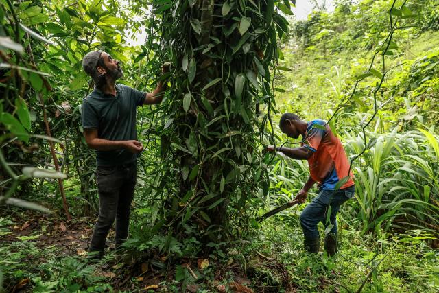 Ifrasio de Barros Rompao (Poli), 30, a cocoa and vanilla farmer and Francesco Mai (L) inspect vanilla pods in a field in Abade, in Sao Tome, capital of Sao Tome and Principe, on August 7, 2026. The plump, bright-green vanilla pods growing in tiny Sao Tome's vast leafy plantations may well end up in some of Europe's finest dining. On the island of Sao Tome, where the mild, warm climate favours the growth of vanilla vines, cultivating the tropical orchid -- which involves a demanding process of manual pollination -- remains a largely underdeveloped sector. (Photo by Daniel BELOUMOU OLOMO / AFP)