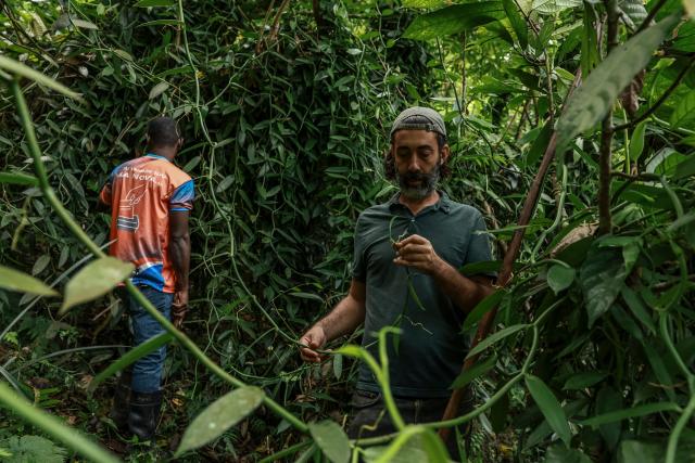 Ifrasio de Barros Rompao (Poli), 30, a cocoa and vanilla farmer and Francesco Mai (R) inspect vanilla pods in a field in Abade, in Sao Tome, capital of Sao Tome and Principe, on August 7, 2026. The plump, bright-green vanilla pods growing in tiny Sao Tome's vast leafy plantations may well end up in some of Europe's finest dining. On the island of Sao Tome, where the mild, warm climate favours the growth of vanilla vines, cultivating the tropical orchid -- which involves a demanding process of manual pollination -- remains a largely underdeveloped sector. (Photo by Daniel BELOUMOU OLOMO / AFP)