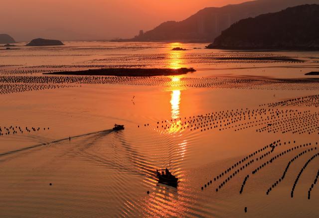 Aquaculture workers navigate boats through an abalone farming area to carry out maintenance work at a marine ranch in Guanwu village, Lianjiang county, Fuzhou, in eastern China's Fujian province, on October 13, 2026. (Photo by CN-STR / AFP) / China OUT