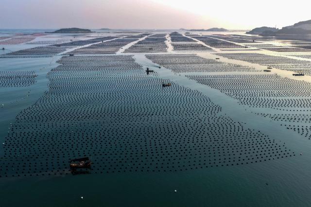 Aquaculture workers navigate boats through an abalone farming area to carry out maintenance work at a marine ranch in Guanwu village, Lianjiang county, Fuzhou, in eastern China's Fujian province, on October 13, 2026. (Photo by CN-STR / AFP) / China OUT