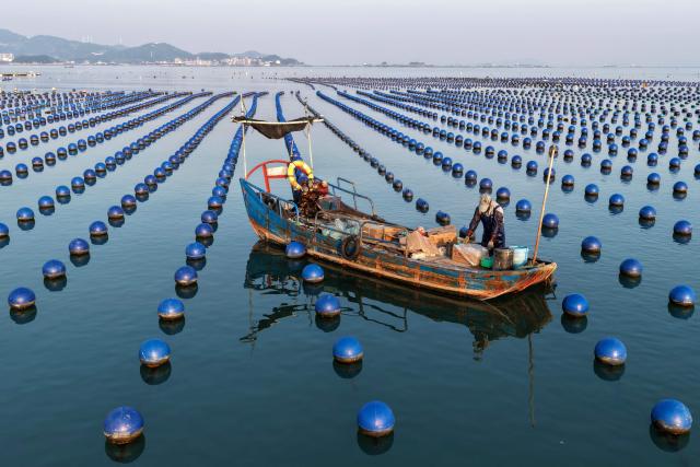 TOPSHOT - An aquaculture worker navigates a boat through an abalone farming area to carry out maintenance work at a marine ranch in Guanwu village, Lianjiang county, Fuzhou, in eastern China's Fujian province, on October 13, 2026. (Photo by CN-STR / AFP) / China OUT
