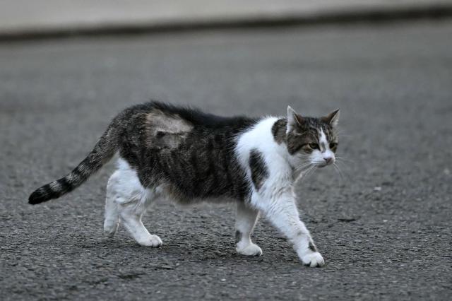 Larry the cat walks 10 Downing Street, the official residence of Britain's Prime Minister, on October 14, 2026. (Photo by JUSTIN TALLIS / AFP)