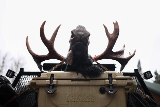 EDITORS NOTE: Graphic content / A moose head is seen in the back of a truck as hunters register their hunts at the Allagash guide service in Allagash, Maine on October 14, 2026. Moose hunting is allowed in 20 of Maine's 29 Wildlife Management Districts during certain weeks in September, October, and November. (Photo by CHARLY TRIBALLEAU / AFP)