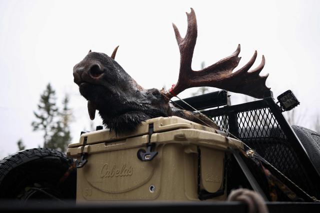 EDITORS NOTE: Graphic content / A moose head is seen in the back of a truck as hunters register their hunts at the Allagash guide service in Allagash, Maine on October 14, 2026. Moose hunting is allowed in 20 of Maine's 29 Wildlife Management Districts during certain weeks in September, October, and November. (Photo by CHARLY TRIBALLEAU / AFP)