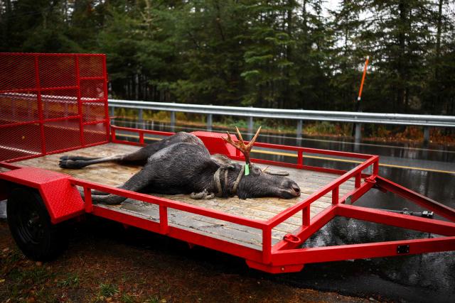 EDITORS NOTE: Graphic content / A dead moose is seen on a trailer as hunters register their hunts at the Allagash guide service in Allagash, Maine on October 14, 2026. Moose hunting is allowed in 20 of Maine's 29 Wildlife Management Districts during certain weeks in September, October, and November. (Photo by CHARLY TRIBALLEAU / AFP)