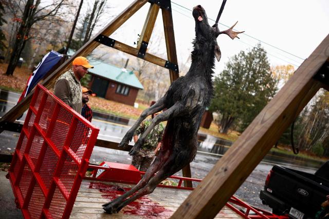 EDITORS NOTE: Graphic content / A dead moose is weighed as hunters register their hunts at the Allagash guide service in Allagash, Maine on October 14, 2026. Moose hunting is allowed in 20 of Maine's 29 Wildlife Management Districts during certain weeks in September, October, and November. (Photo by CHARLY TRIBALLEAU / AFP)
