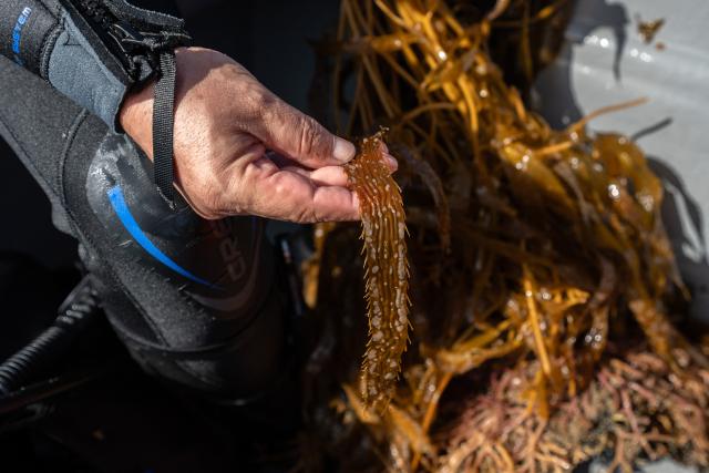 Marine ecology researcher Guillermo Torres prepares macroalgae for replanting as part of a restoration project on the Baja California Peninsula, near Puerto Nuevo, Baja California state, Mexico, on October 1, 2026. Scientists and fishermen in Mexico are diving into the Pacific Ocean off Baja California to help restore giant kelp forests devastated by warming waters linked to El Nino, after a particularly severe 2015 event wiped out large areas of the underwater ecosystem. El Nino conditions expected this year and in 2027 threaten to further impact one of the region's most important marine habitats. (Photo by Guillermo Arias / AFP)