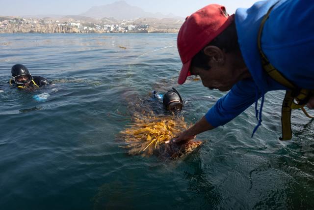 Fisherman Javier Robles retrieves macroalgae for replanting as part of a restoration project on the Baja California Peninsula, near Puerto Nuevo, Baja California state, Mexico, on October 1, 2026. Scientists and fishermen in Mexico are diving into the Pacific Ocean off Baja California to help restore giant kelp forests devastated by warming waters linked to El Nino, after a particularly severe 2015 event wiped out large areas of the underwater ecosystem. El Nino conditions expected this year and in 2027 threaten to further impact one of the region's most important marine habitats. (Photo by Guillermo Arias / AFP)
