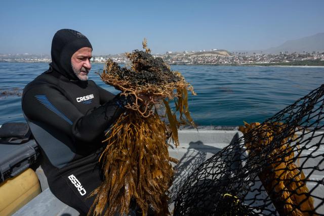 Marine ecology researcher Guillermo Torres prepares macroalgae for replanting as part of a restoration project on the Baja California Peninsula, near Puerto Nuevo, Baja California state, Mexico, on October 1, 2026. Scientists and fishermen in Mexico are diving into the Pacific Ocean off Baja California to help restore giant kelp forests devastated by warming waters linked to El Nino, after a particularly severe 2015 event wiped out large areas of the underwater ecosystem. El Nino conditions expected this year and in 2027 threaten to further impact one of the region's most important marine habitats. (Photo by Guillermo Arias / AFP)