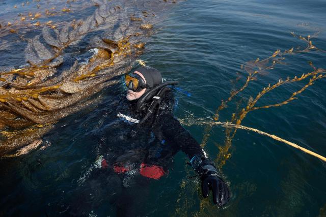 Marine ecology researcher Guillermo Torres swims near recently harvested macroalgae slated for replanting as part of a restoration project on the Baja California Peninsula, near Puerto Nuevo, Baja California state, Mexico, on October 1, 2026. Scientists and fishermen in Mexico are diving into the Pacific Ocean off Baja California to help restore giant kelp forests devastated by warming waters linked to El Nino, after a particularly severe 2015 event wiped out large areas of the underwater ecosystem. El Nino conditions expected this year and in 2027 threaten to further impact one of the region's most important marine habitats. (Photo by Guillermo Arias / AFP)