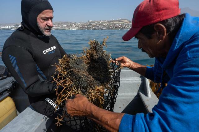 Marine ecology researcher Guillermo Torres (L) and fisherman Javier Robles prepare macroalgae for replanting as part of a restoration project on the Baja California Peninsula, near Puerto Nuevo, Baja California state, Mexico, on October 1, 2026. Scientists and fishermen in Mexico are diving into the Pacific Ocean off Baja California to help restore giant kelp forests devastated by warming waters linked to El Nino, after a particularly severe 2015 event wiped out large areas of the underwater ecosystem. El Nino conditions expected this year and in 2027 threaten to further impact one of the region's most important marine habitats. (Photo by Guillermo Arias / AFP)