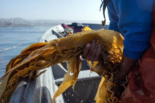 Fisherman Javier Robles retrieves macroalgae for replanting as part of a restoration project on the Baja California Peninsula, near Puerto Nuevo, Baja California state, Mexico, on October 1, 2026. Scientists and fishermen in Mexico are diving into the Pacific Ocean off Baja California to help restore giant kelp forests devastated by warming waters linked to El Nino, after a particularly severe 2015 event wiped out large areas of the underwater ecosystem. El Nino conditions expected this year and in 2027 threaten to further impact one of the region's most important marine habitats. (Photo by Guillermo Arias / AFP)