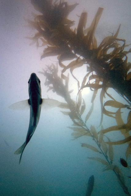 A fish swims in a macroalgae forest as part of a restoration project on the Baja California Peninsula, near Puerto Nuevo, Baja California state, Mexico, on October 1, 2026. Scientists and fishermen in Mexico are diving into the Pacific Ocean off Baja California to help restore giant kelp forests devastated by warming waters linked to El Nino, after a particularly severe 2015 event wiped out large areas of the underwater ecosystem. El Nino conditions expected this year and in 2027 threaten to further impact one of the region's most important marine habitats. (Photo by Guillermo Arias / AFP)