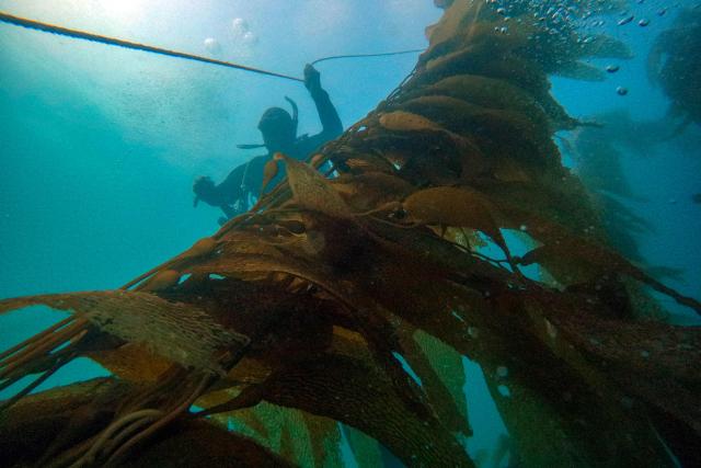 Oceanographer Diego Lopez dives in a macroalgae forest as part of a restoration project on the Baja California Peninsula, near Puerto Nuevo, Baja California state, Mexico, on October 1, 2026. Scientists and fishermen in Mexico are diving into the Pacific Ocean off Baja California to help restore giant kelp forests devastated by warming waters linked to El Nino, after a particularly severe 2015 event wiped out large areas of the underwater ecosystem. El Nino conditions expected this year and in 2027 threaten to further impact one of the region's most important marine habitats. (Photo by Guillermo Arias / AFP)