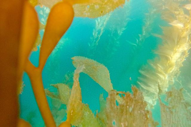 Macroalgae grow in a forest as part of a restoration project on the Baja California Peninsula, near Puerto Nuevo, Baja California state, Mexico, on October 1, 2026. Scientists and fishermen in Mexico are diving into the Pacific Ocean off Baja California to help restore giant kelp forests devastated by warming waters linked to El Nino, after a particularly severe 2015 event wiped out large areas of the underwater ecosystem. El Nino conditions expected this year and in 2027 threaten to further impact one of the region's most important marine habitats. (Photo by Guillermo Arias / AFP)