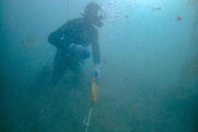 A fisherman diver measures an area in a macroalgae forest as part of a restoration project on the Baja California Peninsula, near Puerto Nuevo, Baja California state, Mexico, on October 1, 2026. Scientists and fishermen in Mexico are diving into the Pacific Ocean off Baja California to help restore giant kelp forests devastated by warming waters linked to El Nino, after a particularly severe 2015 event wiped out large areas of the underwater ecosystem. El Nino conditions expected this year and in 2027 threaten to further impact one of the region's most important marine habitats. (Photo by Guillermo Arias / AFP)