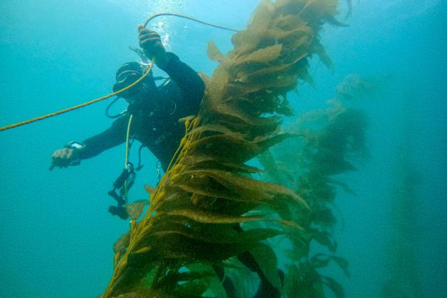 Oceanographer Diego Lopez dives in a macroalgae forest as part of a restoration project on the Baja California Peninsula, near Puerto Nuevo, Baja California state, Mexico, on October 1, 2026. Scientists and fishermen in Mexico are diving into the Pacific Ocean off Baja California to help restore giant kelp forests devastated by warming waters linked to El Nino, after a particularly severe 2015 event wiped out large areas of the underwater ecosystem. El Nino conditions expected this year and in 2027 threaten to further impact one of the region's most important marine habitats. (Photo by Guillermo Arias / AFP)