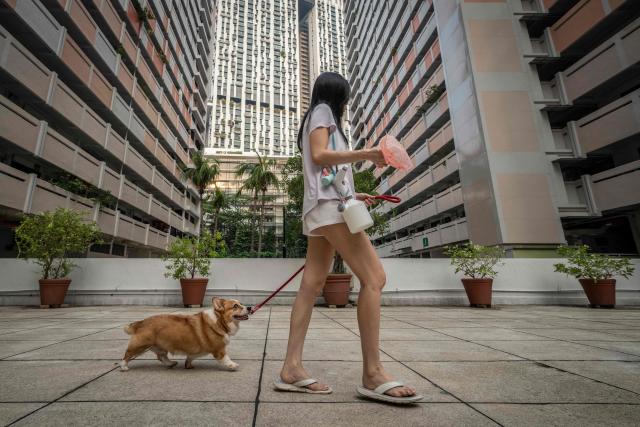 A woman walks her dog past a public housing apartment block in Singapore on October 19, 2026, as the country continues to be shrouded in haze caused by fires in Indonesia. (Photo by Yuichi YAMAZAKI / AFP)