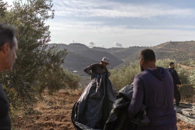 Palestinian farmers lay plastic sheeting to collect the olives during harvesting in the Israeli-occupied West Bank village of Deir Abu Mashal on October 19, 2026. The olive harvest starts in the West Bank in October and makes up a large component of the agricultural economy and cultural life for most Palestinians. Violence has flared in recent months in the West Bank with near-daily attacks, thefts or vandalism by Israeli settlers against Palestinians. Extremist Israeli settlers have been seizing olive groves owned by Palestinians, who see the trees as a cultural symbol. Some 500,000 Israeli settlers live in the West Bank, which Israel captured in 1967, among three million Palestinians. Settlements in occupied territory are illegal under international law. (Photo by ilia YEFIMOVICH / AFP)