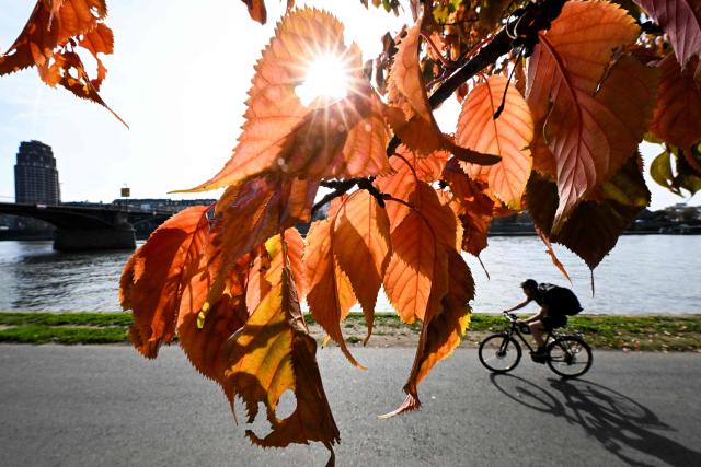 A person rides a bicycle behind the autumn leaves on the Main river embankment in Frankfurt am Main, western Germany, on October 19, 2026, as air temperatures reached 16 degrees Celsius. (Photo by Kirill KUDRYAVTSEV / AFP)