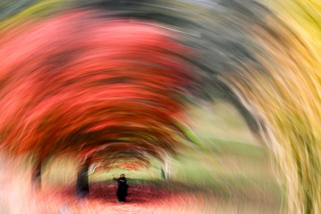 TOPSHOT - A person walks under a tree with colourful leaves on the Main river embankment in Frankfurt am Main, western Germany, on October 19, 2026, as air temperatures reached 16 degrees Celsius. (Photo by Kirill KUDRYAVTSEV / AFP)