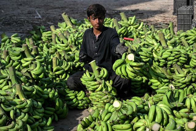 A worker sorts raw bananas at a fruit and vegetable market in Karachi on October 20, 2026. (Photo by Rizwan TABASSUM / AFP)