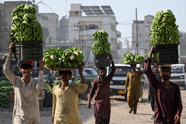 Workers carry a stack of raw bananas in a basket at a fruit and vegetable market in Karachi on October 20, 2026. (Photo by Rizwan TABASSUM / AFP)